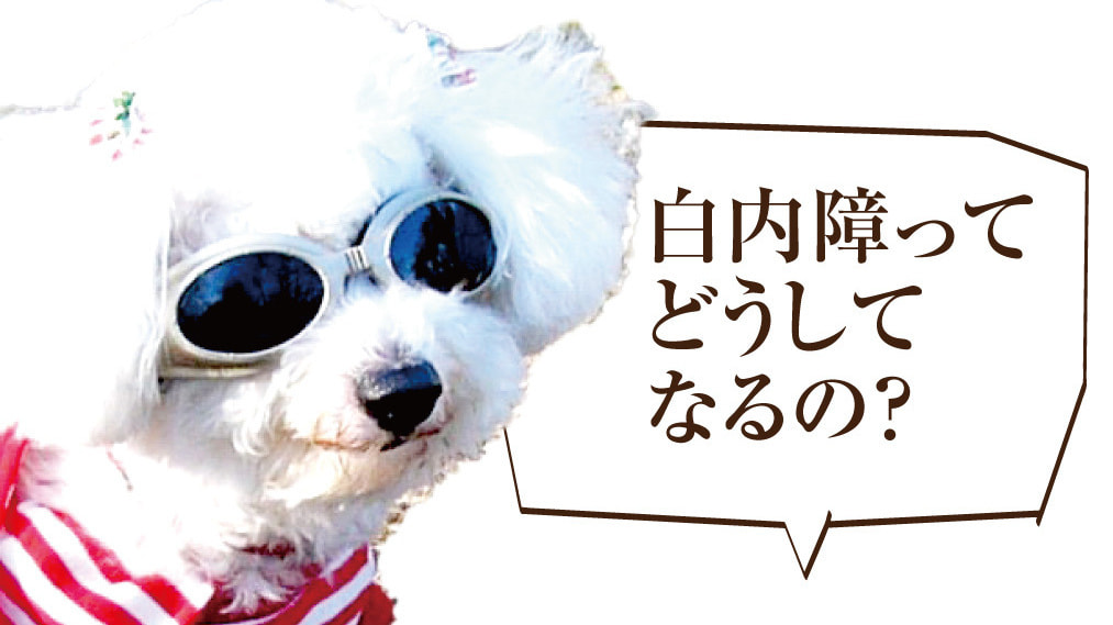 犬の白内障ってどうしてなるの?