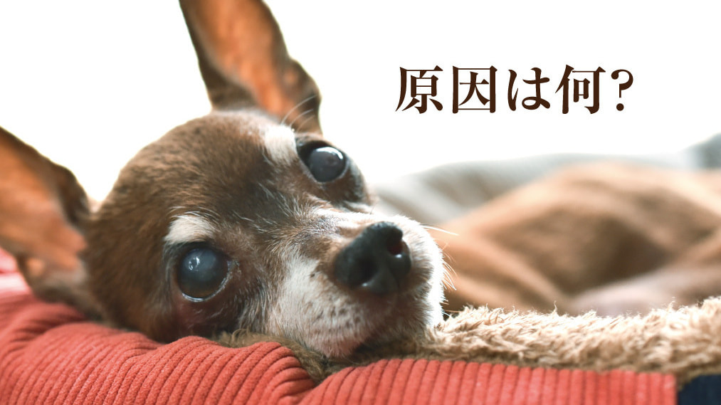 白内障の原因は?