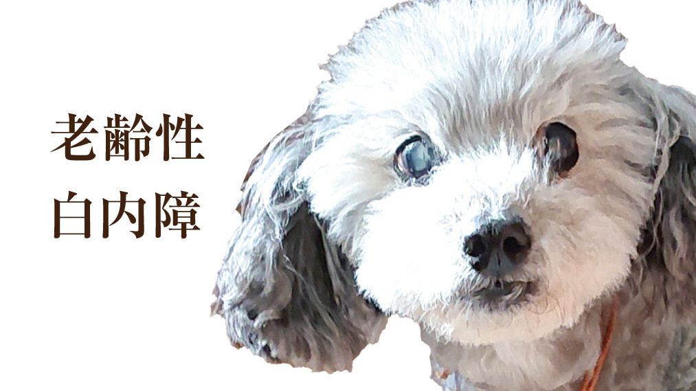 犬の老齢性白内障