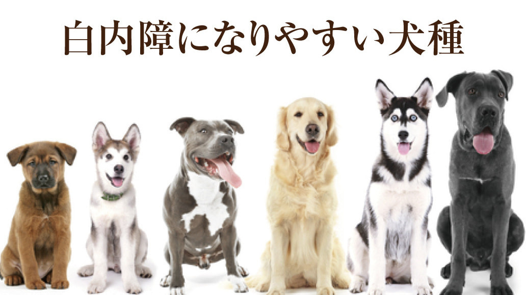 白内障になりやすい犬種