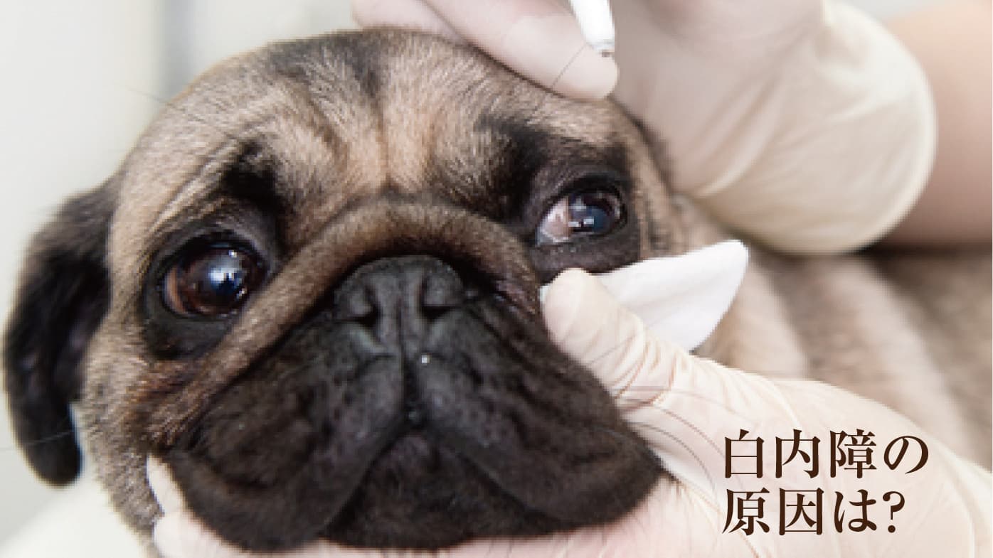 犬の白内障の原因